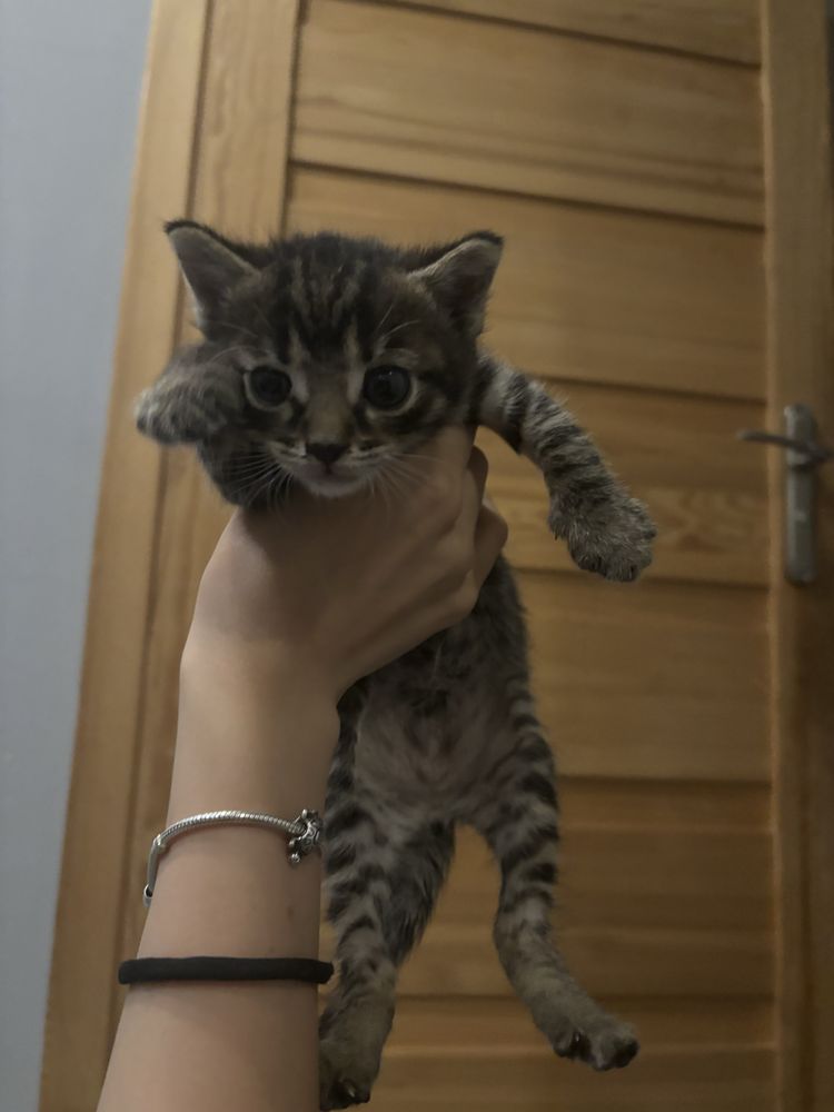 Kotek szuka domu