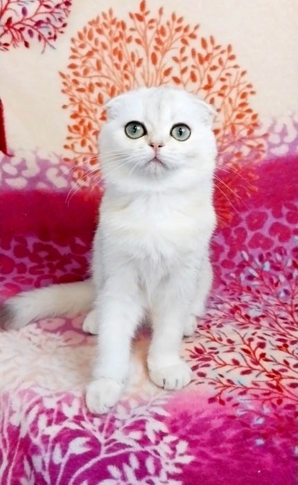 Чарівна крихітка Зеленоока Шотландочка