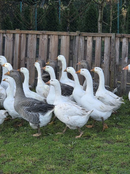 Gęsi landes tegoroczne