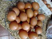 Ovos de galinha caseiros