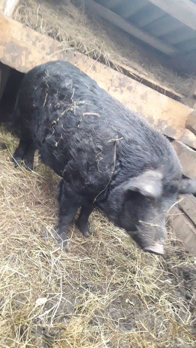 Продається кнур.