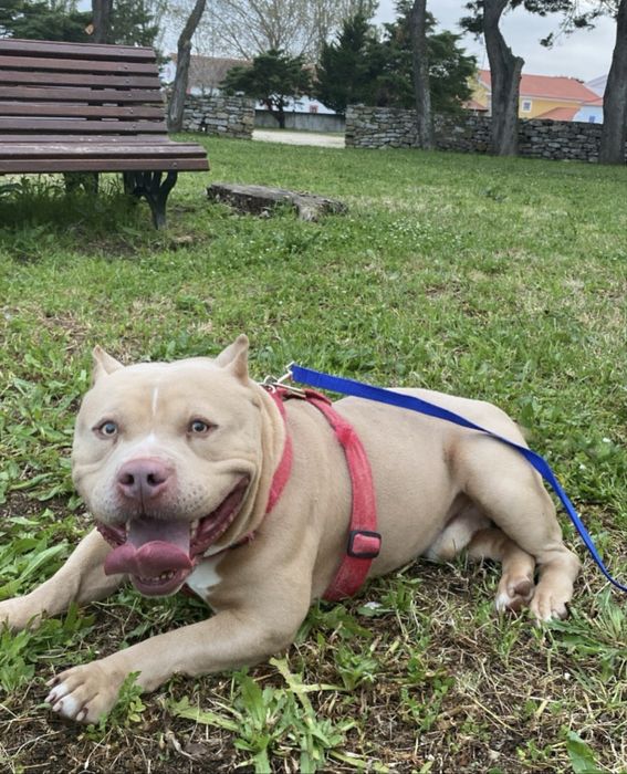 American Bully Pocket