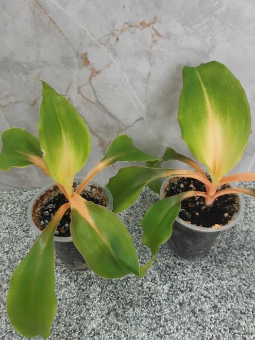 Кротон, спатифілум, аглонема та інші кімнатні рослини