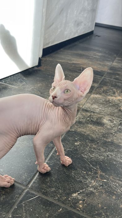 Сфінкс, 3 міс., хлопчик.