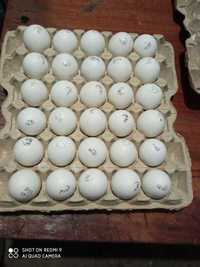 інкубаційне яйце Ломан Вайт