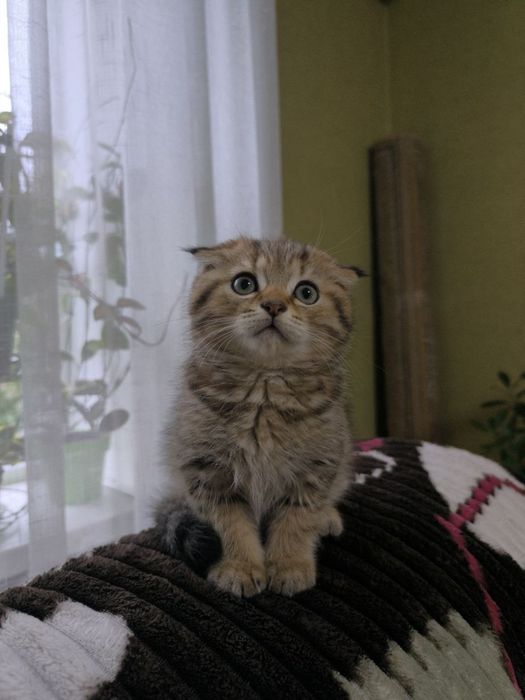 Кошеня Шотландське