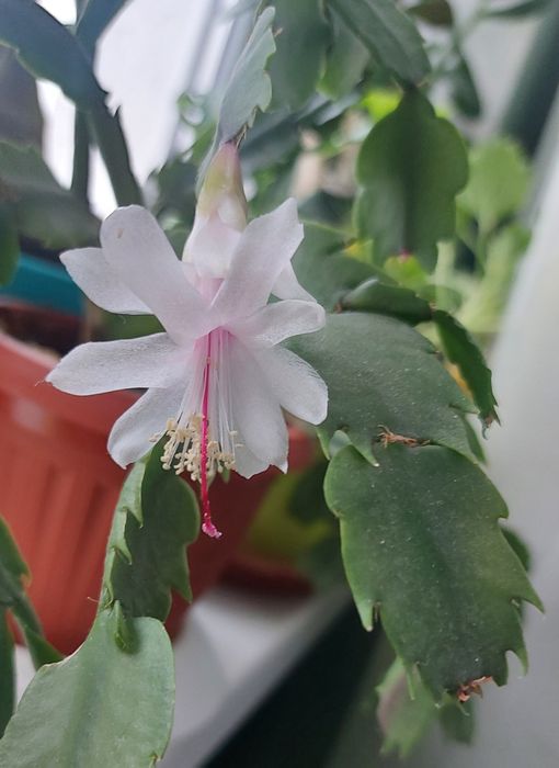 Кактуси та сукуленти