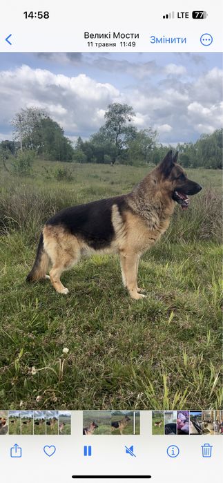 Кобель для вязки ,задеталями дзвоніть,або пишіть в приват!!!