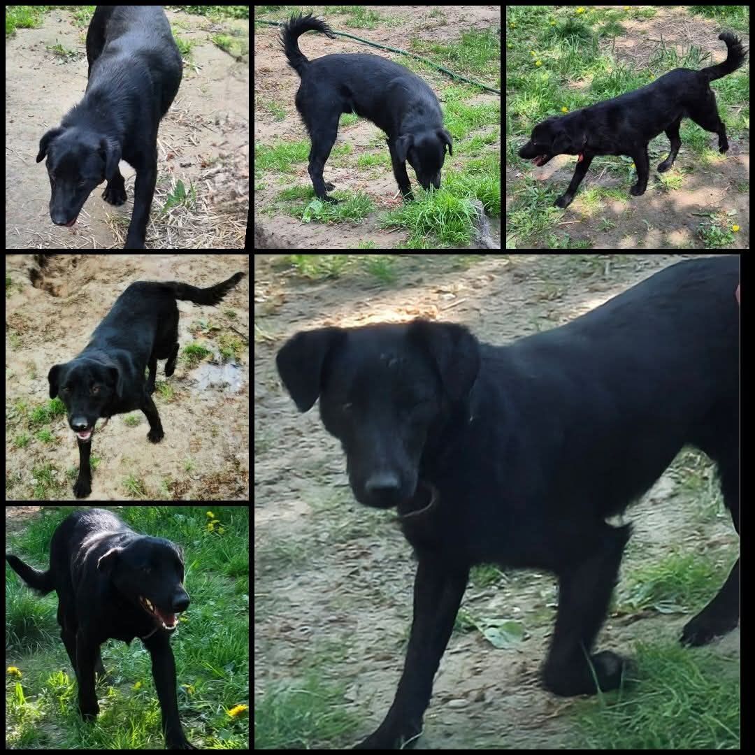 Do adopcji psiak Onyx