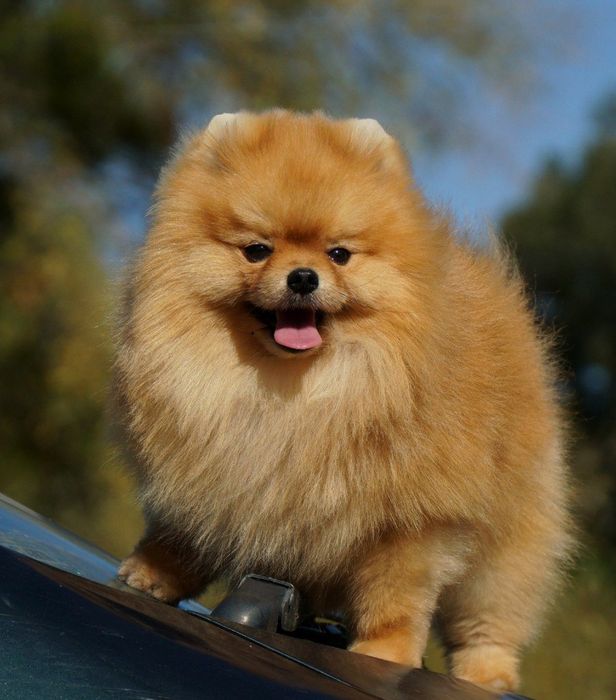 Невероятно красивый кобель померанского шпица рыжего окраса. КСУ.
