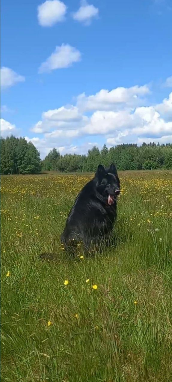 Owczarek Niemiecki Czarny