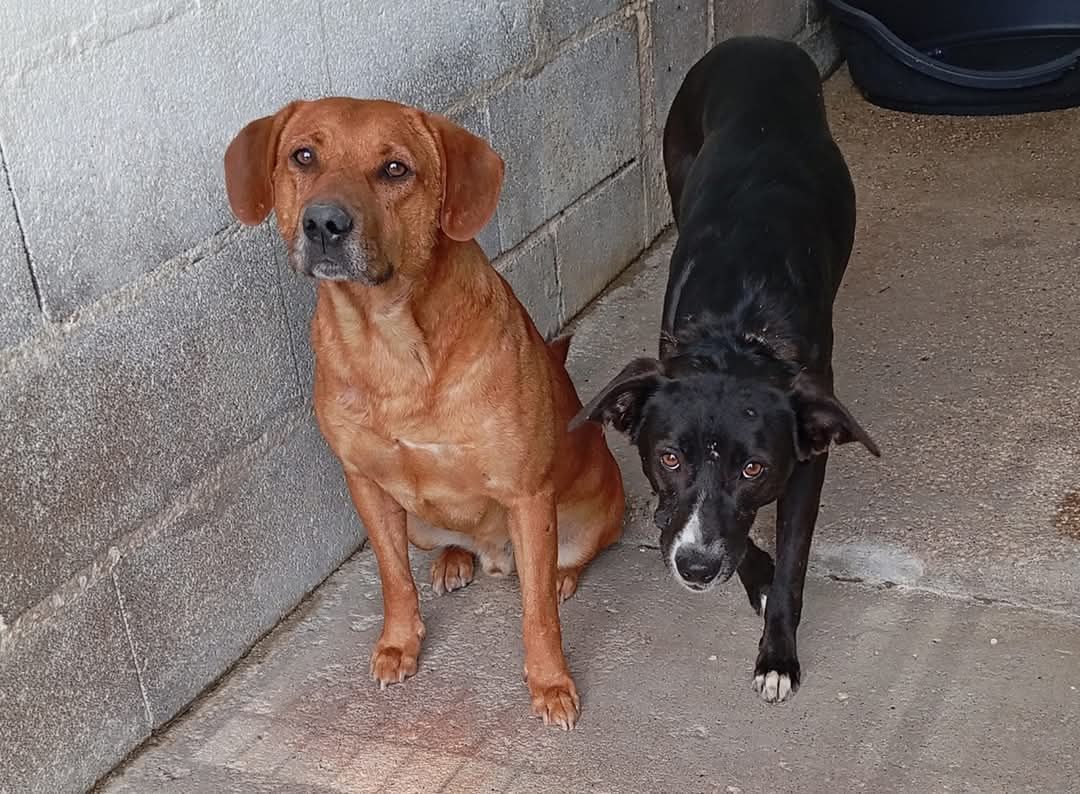 Cães jovens porte médio para adoção