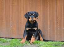 Rottweiler, szczeniak, samiec ZKwP Poznań