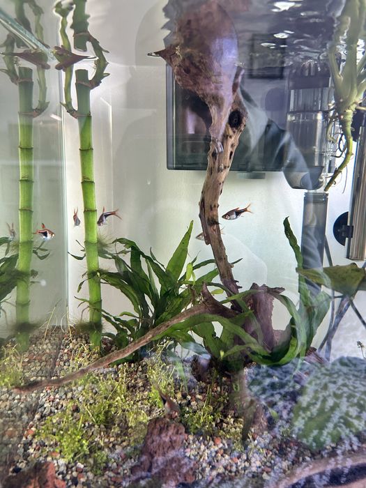 Vendo Rasbora Arlequim (cardume de 6 )