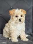 Piesek rasy Maltipoo