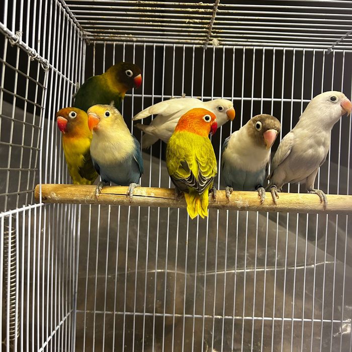 Agapornis personatus e Fischeris