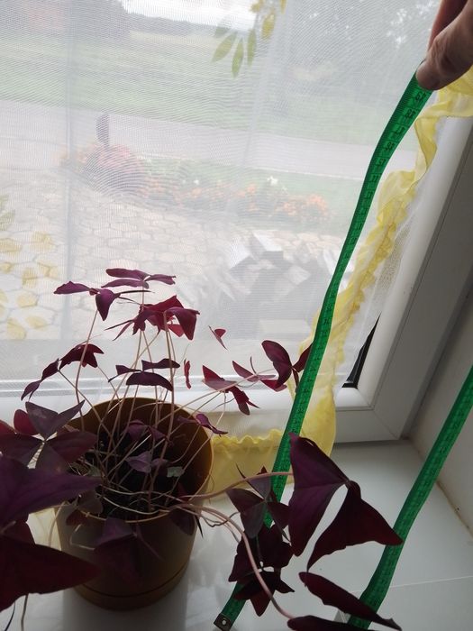 Kwiat domowy o fioletowych liściach