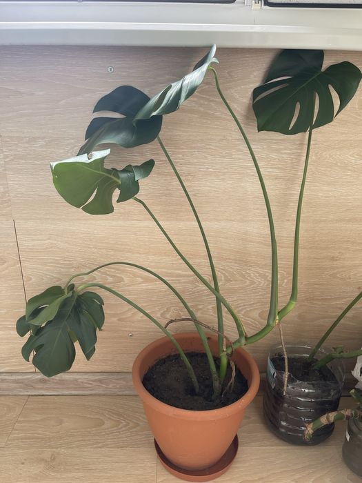 Монстера восхитительная (Monstera deliciosa).