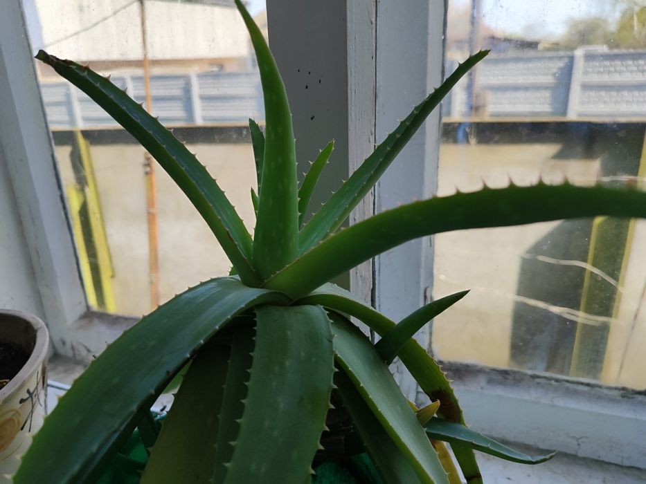 Алоє кімнатна рослина