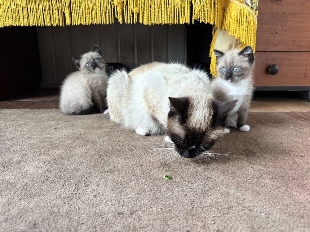 Кошеня кошенята кішечка киця котик кіт кот