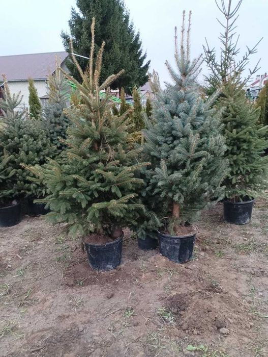 Choinki hurt i detal