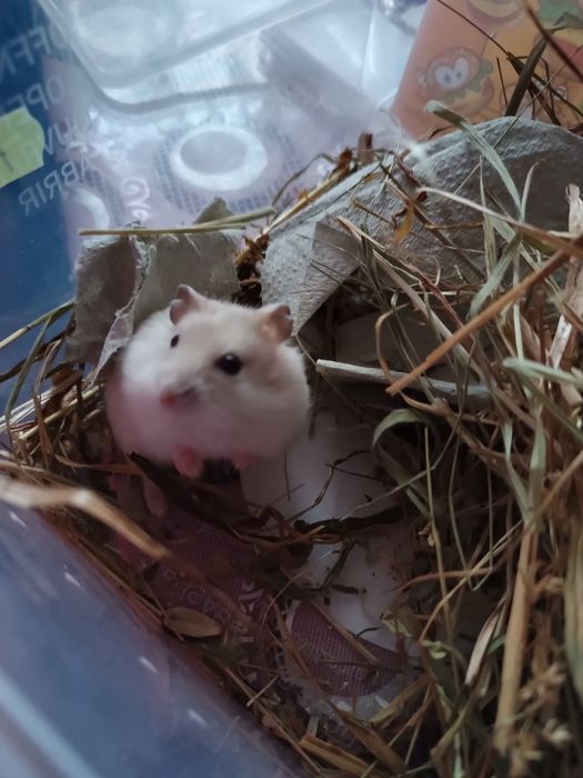 Віддам хомяків сирійських.в добрі руки