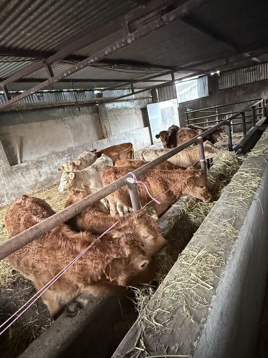 Vitelos e vitelas cruzados de limousine