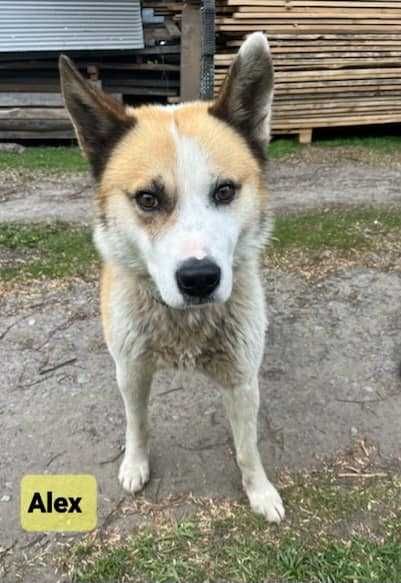 Pies w typie Akity szuka domu