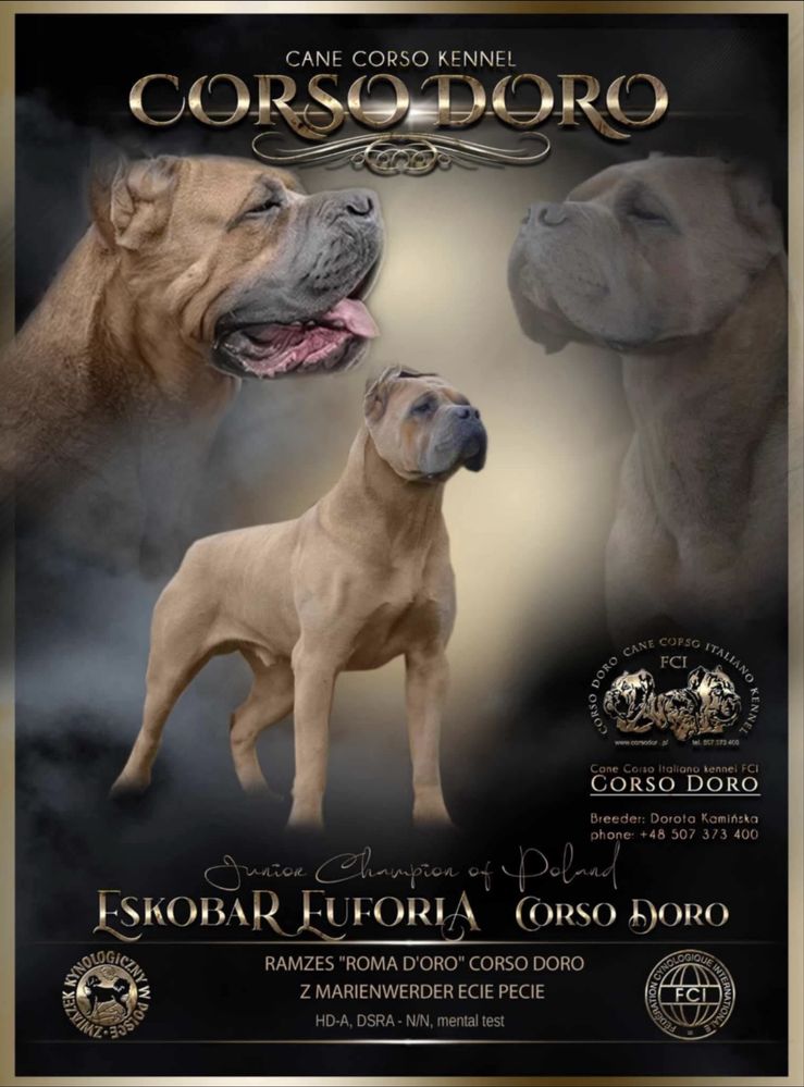 Iria Puma Nero FCI Cane Corso szczenię po GRAND CHAMPIONIE