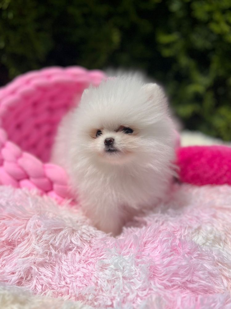 Szpic miniaturowy,pomeranian mega maleńki chłopczyk
