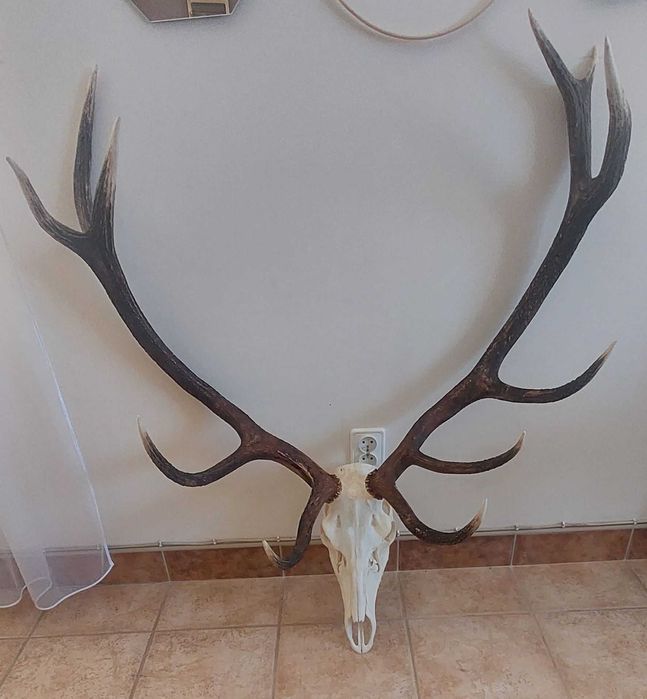 Poroże jelenia wieniec