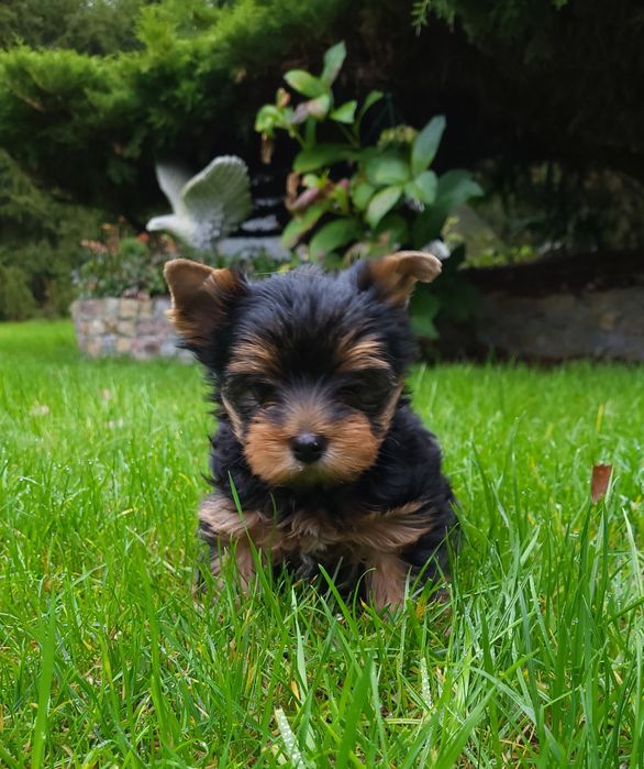 Śliczne Yorki z rodowodem