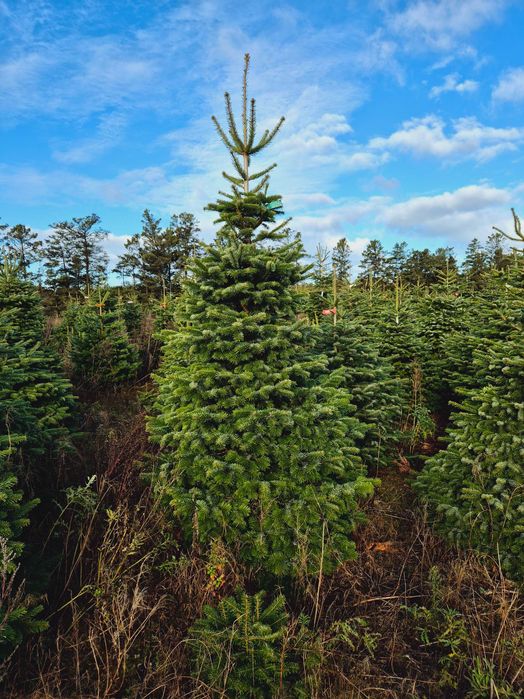 Jodła Kaukaska Cięta 250-300 cm lub w donicy 100-180 cm/ TuChoinki.pl