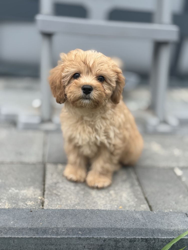 Cavapoo - piesek ;)