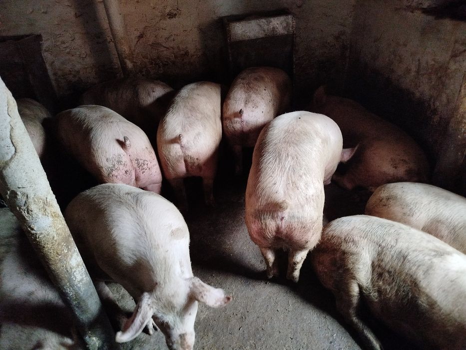 Свині живою вагою