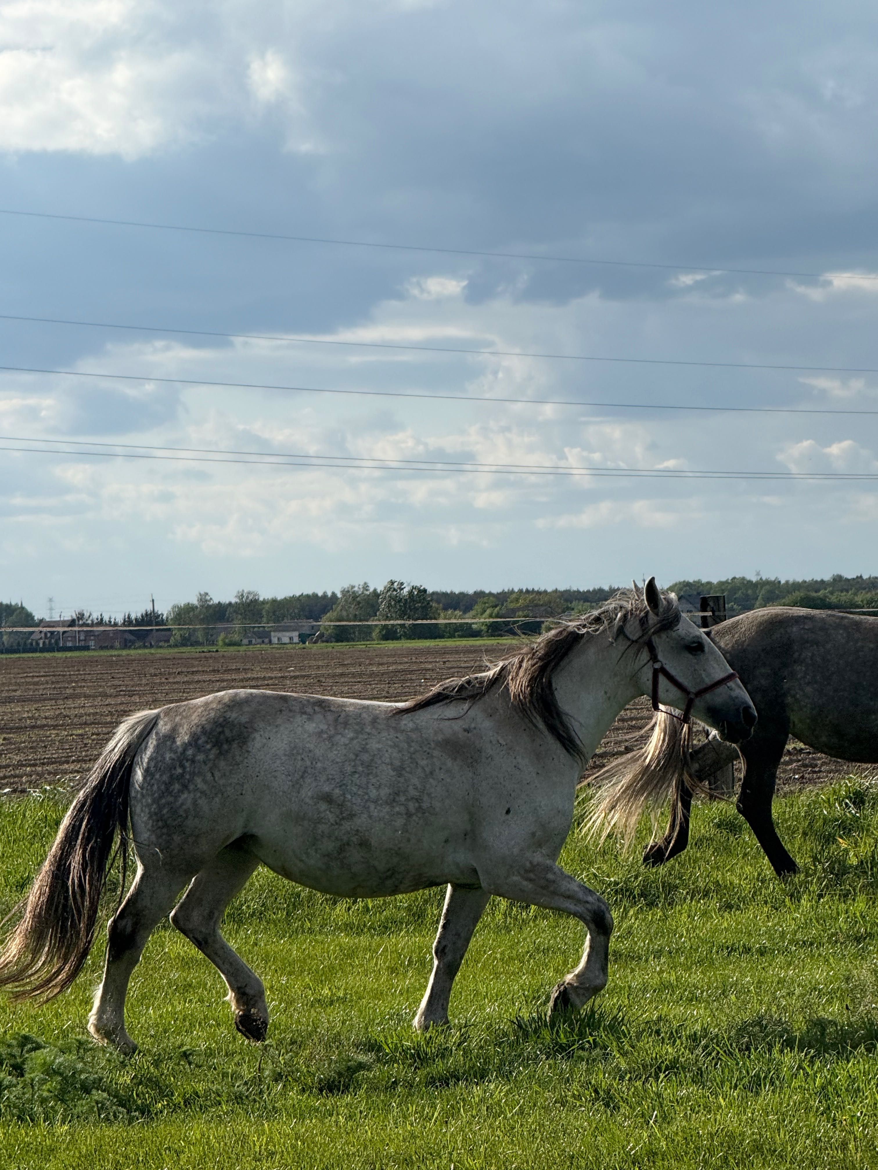 Sprzedam klacz śląska