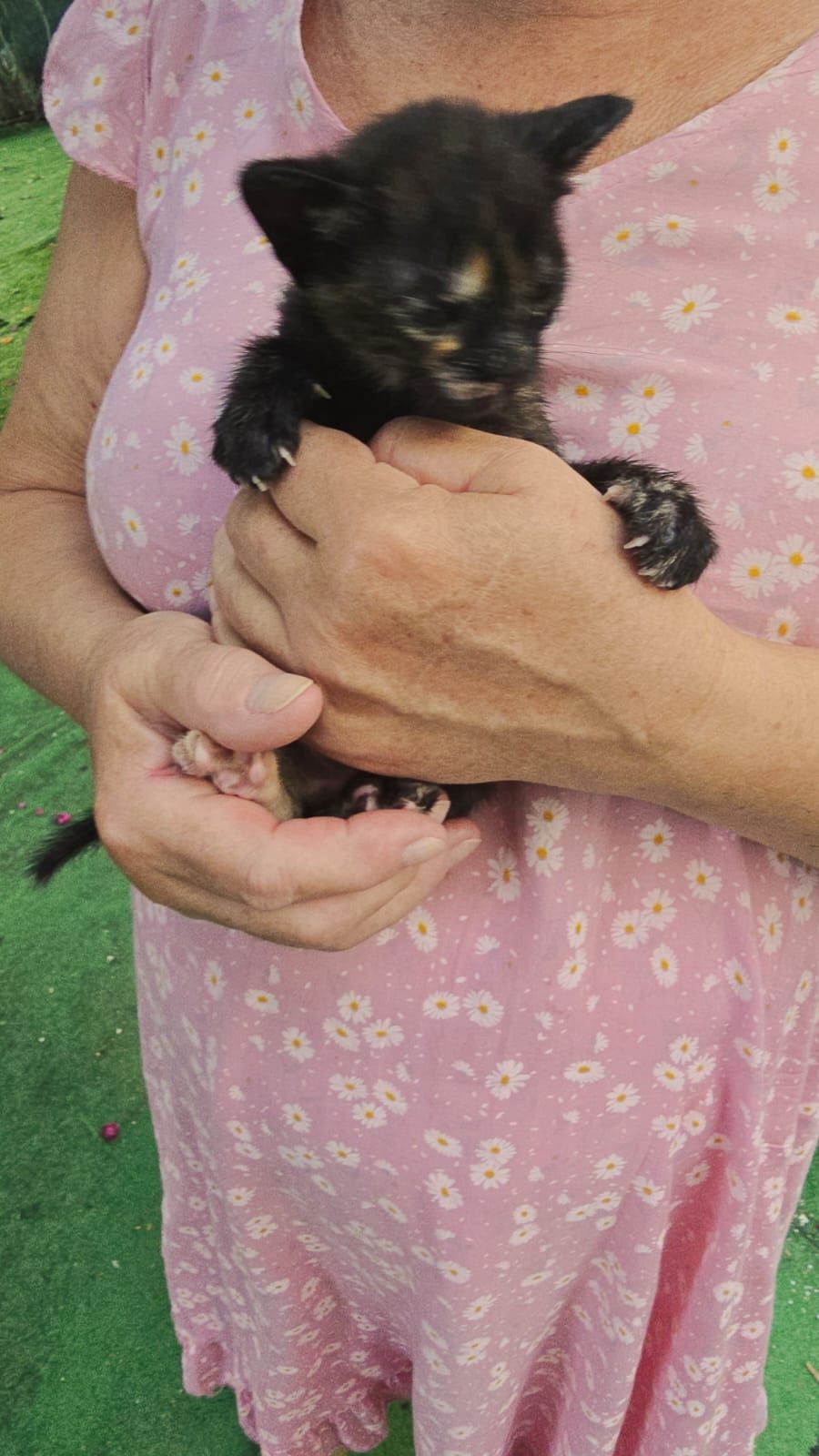 Gatinhos com 2 meses e meio