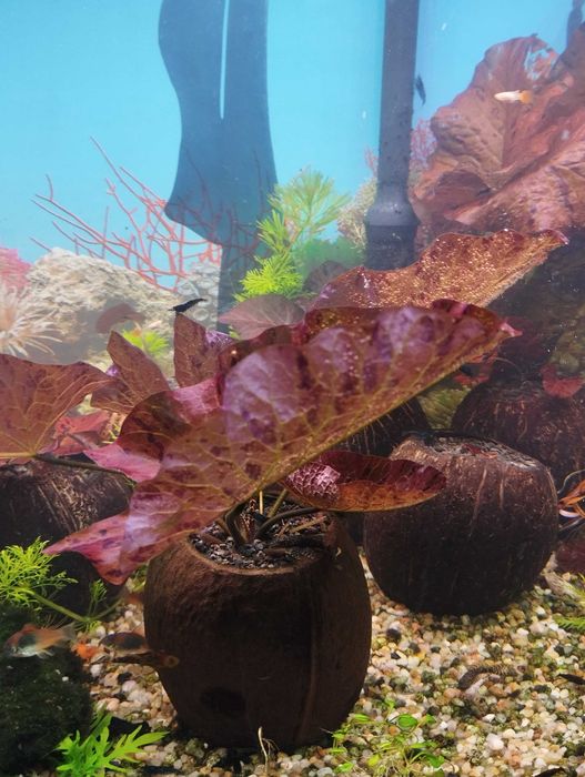 Lotos czerwony tygrysi w kokosie