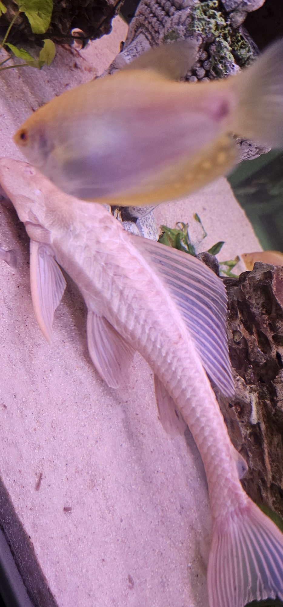 Pleco Albino c/ 30cm +/-