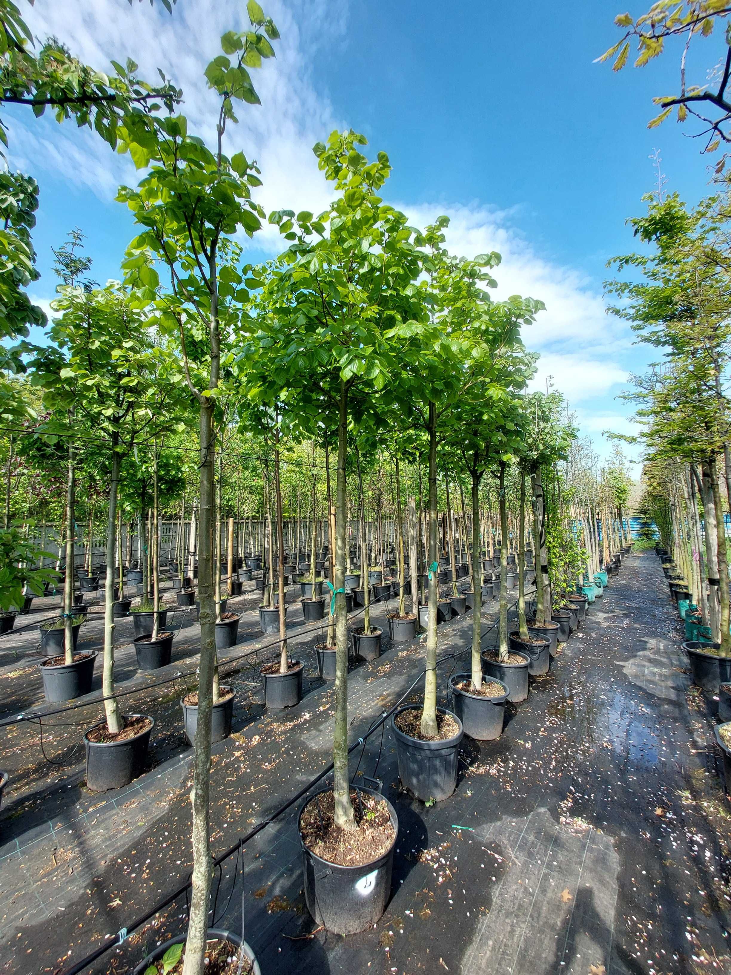 Lipa krymska Tilia euchlora 12-14, 14-16, 16-18