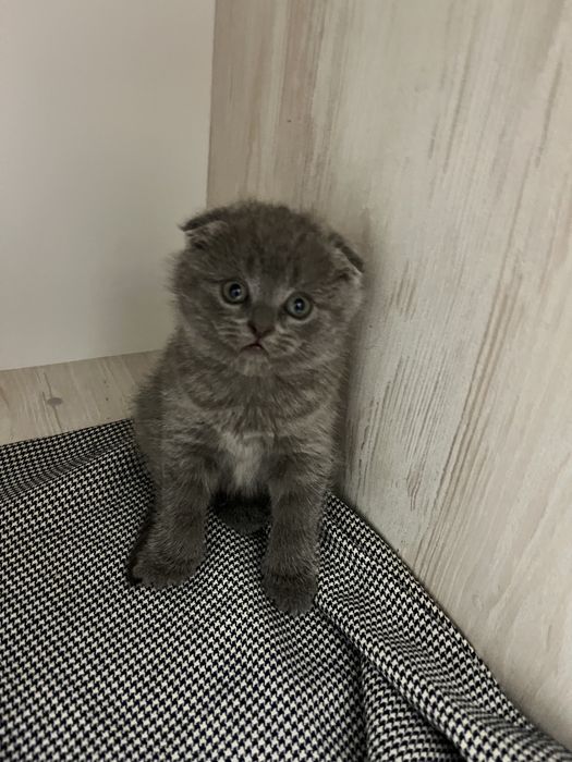 Шотландські висловухі кошенята