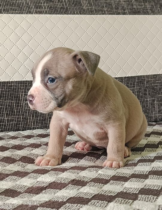 American bully pocket suczka