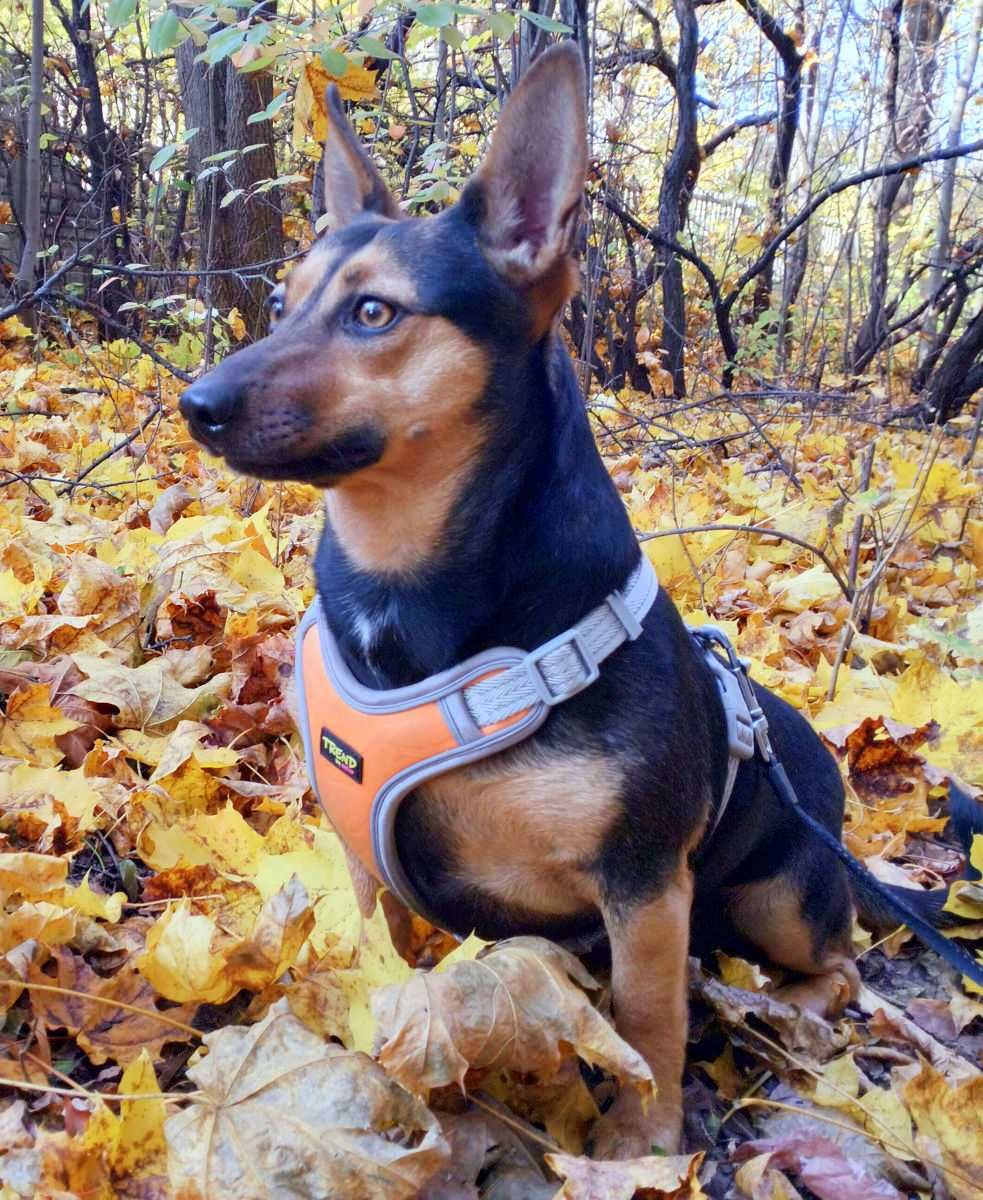 Iskierka - mała młoda suczka suka do adopcji w typie jamnik
