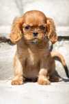Cavalier King Charles Spaniel* Chłopczyk* Lupin gotowy do odbioru