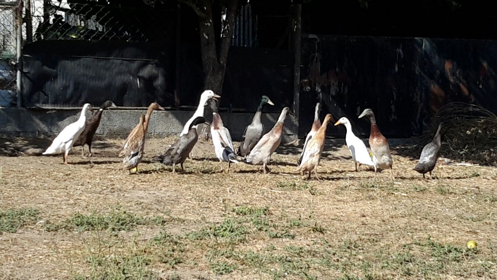 Patos * Várias Raças*