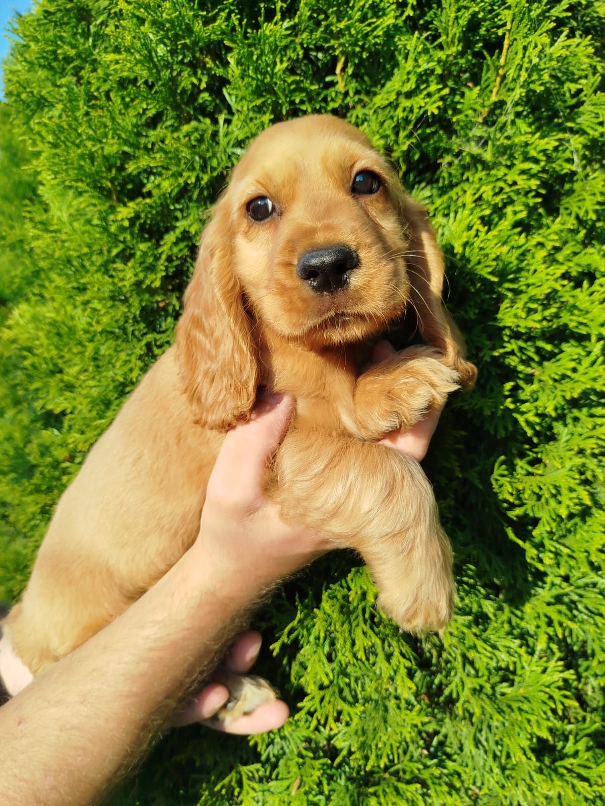 Piękny Cocer Spaniel z rodowodem