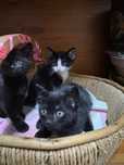 Gatinhas para adopção