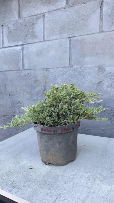 Туя смарагд західна,ялівці різного виду,магнолія,сакура,ялина,гортензі