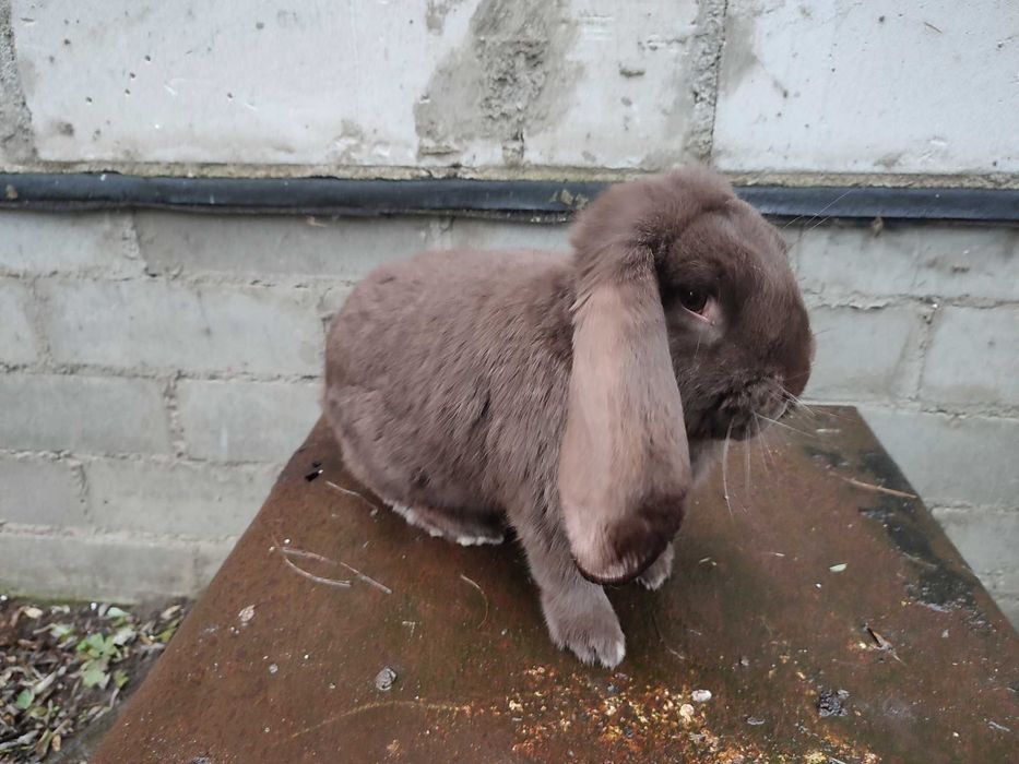 Baran francuski hawana