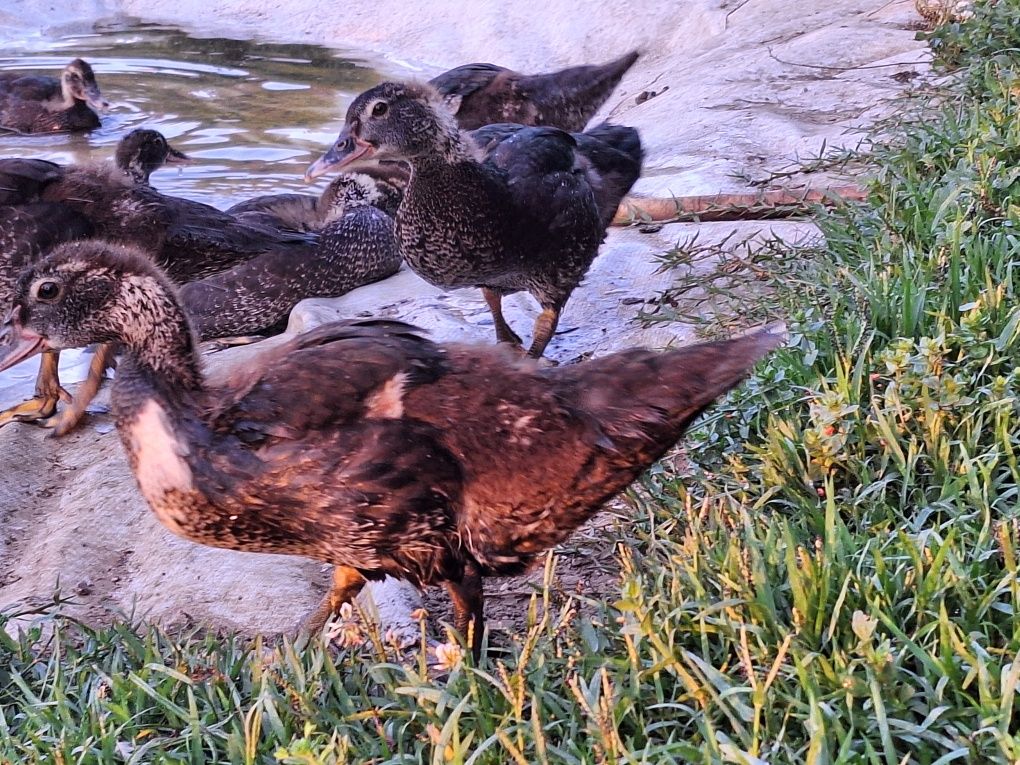 Patos mudos novos